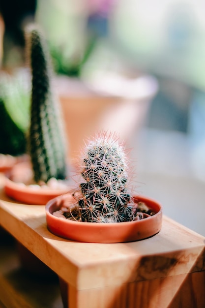 Foto primer plano de una planta suculenta en olla