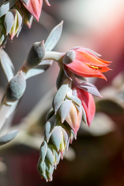 primer plano de una planta suculenta que florece con flores rosadas enfoque selectivo