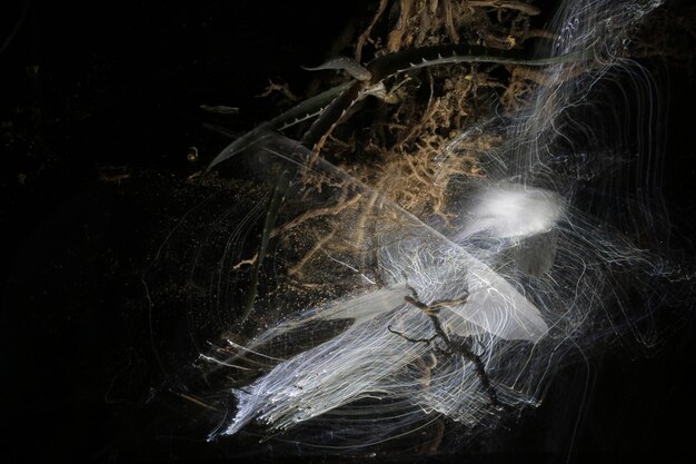 Primer plano de una planta suculenta con tela de araña por la noche