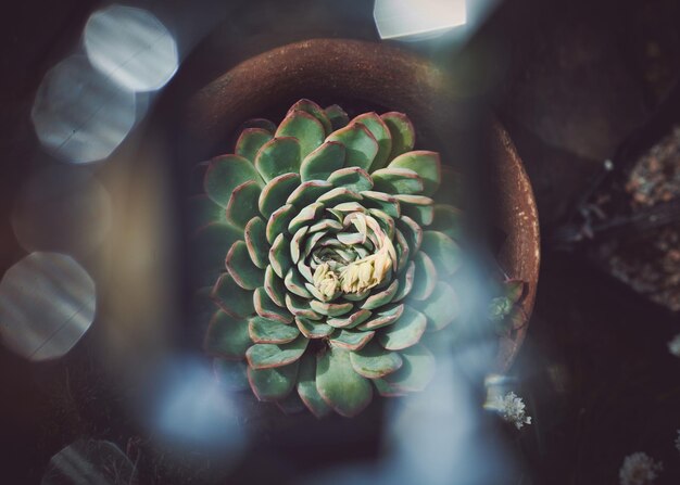 Foto primer plano de una planta suculenta