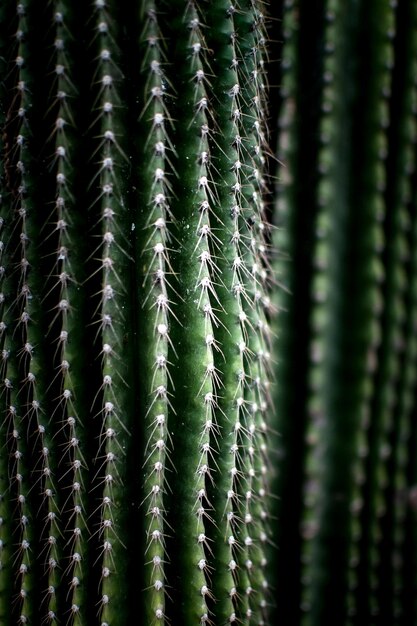 Foto primer plano de una planta suculenta