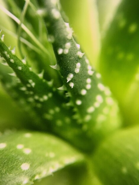 Foto primer plano de una planta suculenta