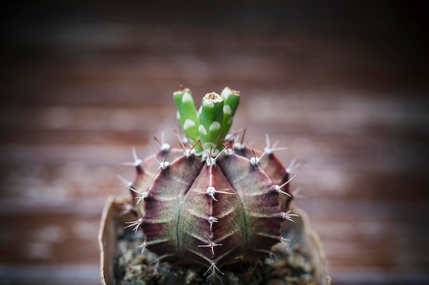 Foto primer plano de una planta suculenta