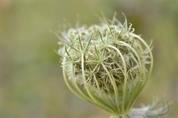 Foto primer plano de una planta suculenta