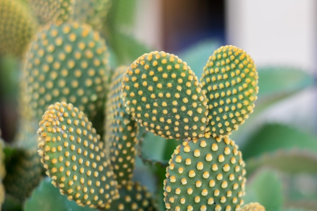 Primer plano de una planta suculenta