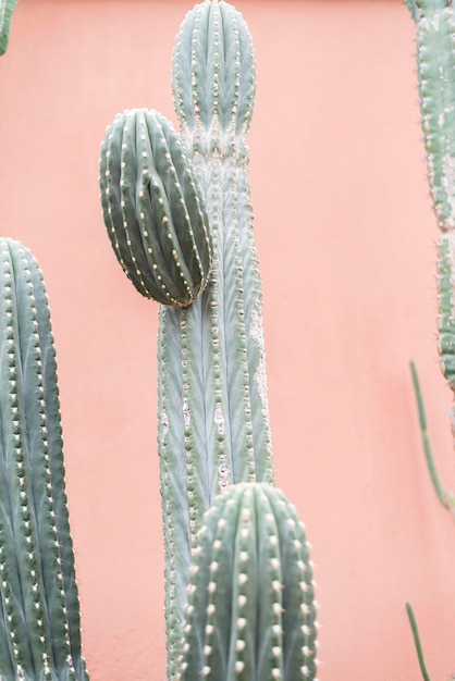 Primer plano de una planta suculenta