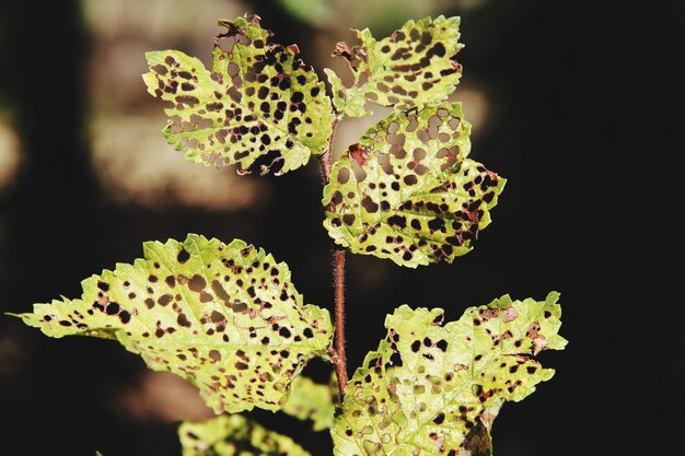 Foto primer plano de una planta suculenta