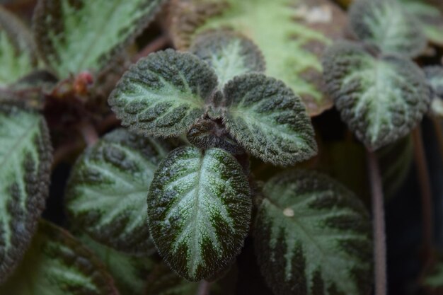 Foto primer plano de una planta suculenta