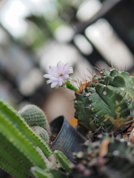 Foto primer plano de una planta suculenta