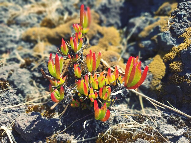 Foto primer plano de una planta suculenta