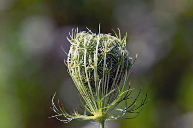 Foto primer plano de una planta suculenta