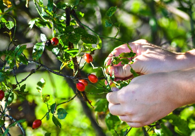 Primer plano de la planta de sujeción a mano