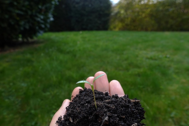 Primer plano de la planta de sujeción a mano