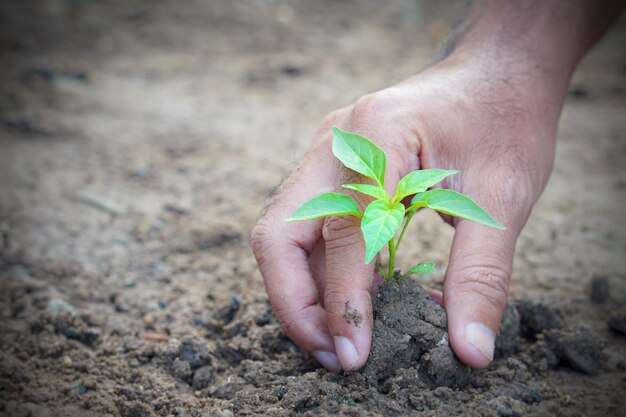 Primer plano de la planta de sujeción a mano