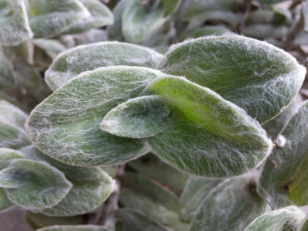 Primer plano de una planta de telaraña Spiderwort Tradescantia sillamontana