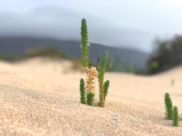 Primer plano de la planta en tierra