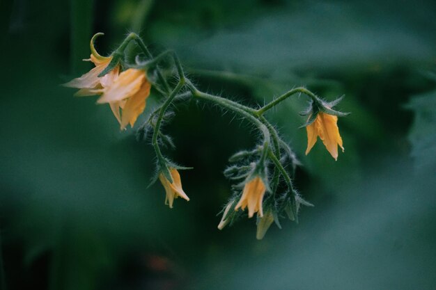 Un primer plano de la planta de tomate