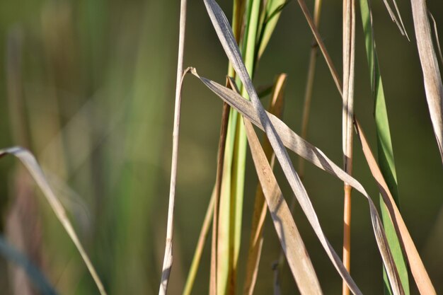 Foto primer plano de la planta de trigo