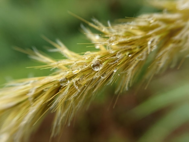 Foto primer plano de la planta de trigo