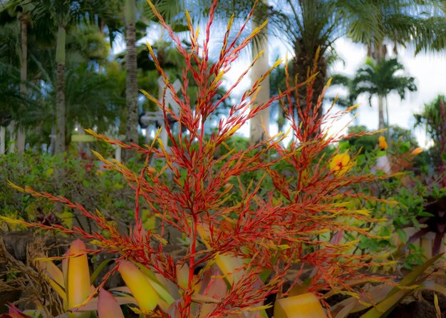 Foto primer plano de una planta tropical