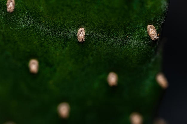 Foto un primer plano de una planta verde con botones dorados.