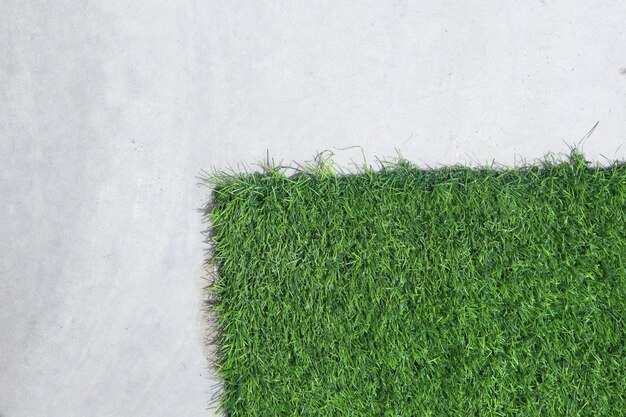 Primer plano de la planta verde contra la pared