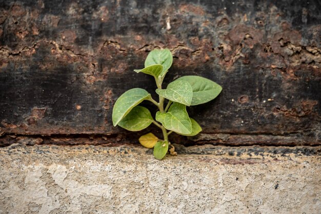 Foto primer plano de la planta verde contra la pared