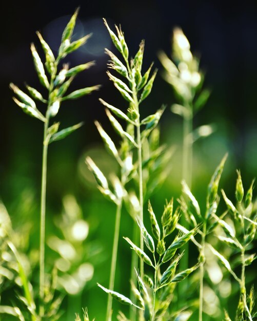 Foto primer plano de una planta verde fresca en el campo