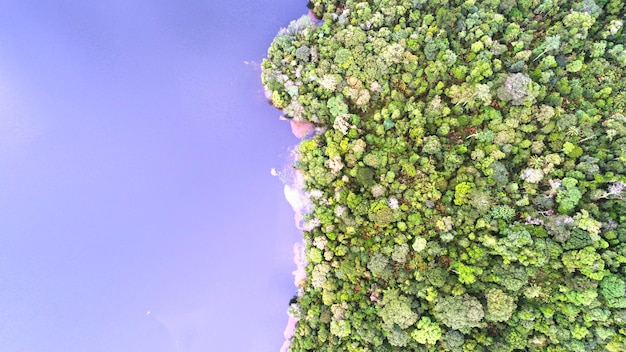 Primer plano de una planta verde fresca contra el cielo