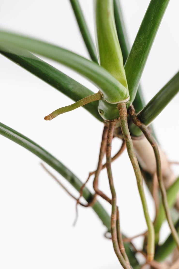 Foto primer plano de una planta verde fresca contra un fondo blanco