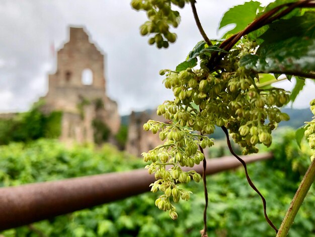 Foto primer plano de una planta verde fresca contra las ruinas