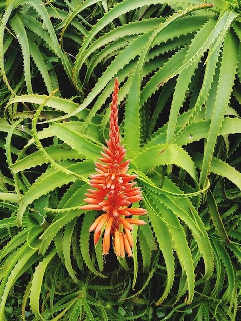 Foto primer plano de una planta verde fresca con hojas rojas