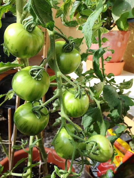 Primer plano de planta verde fresca