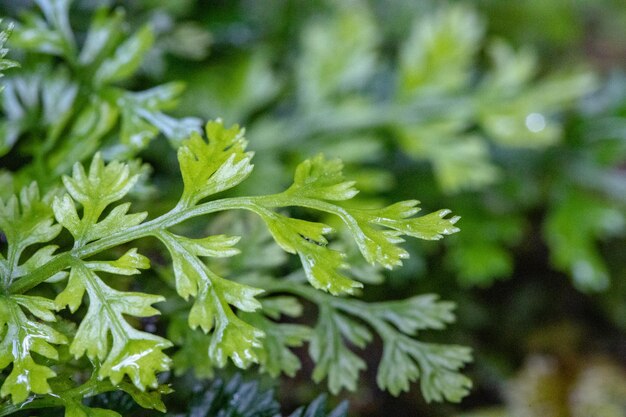 Foto primer plano de una planta verde fresca