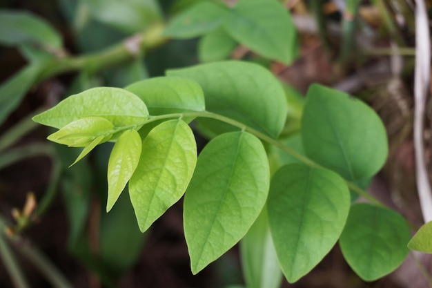 Primer plano de una planta verde fresca