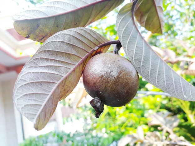 Foto primer plano de una planta verde fresca