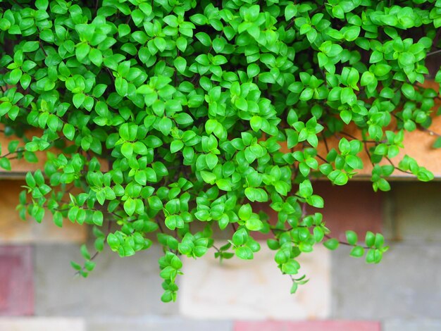 Foto primer plano de una planta verde fresca