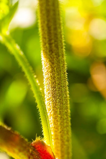 Foto primer plano de una planta verde fresca