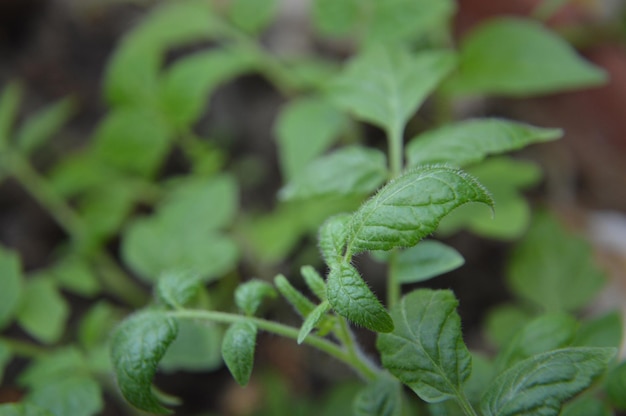 Primer plano de una planta verde fresca