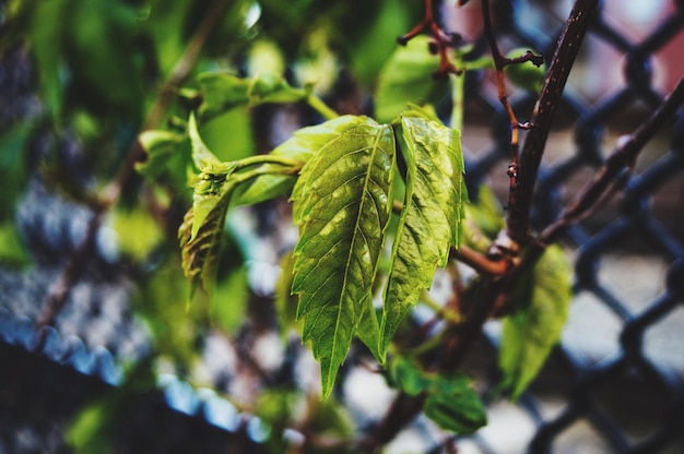 Foto primer plano de una planta verde fresca