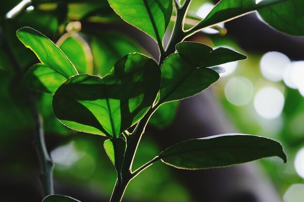 Primer plano de una planta verde fresca