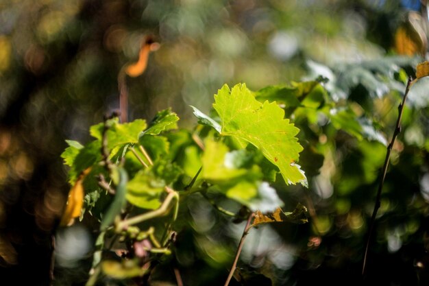 Foto primer plano de una planta verde fresca