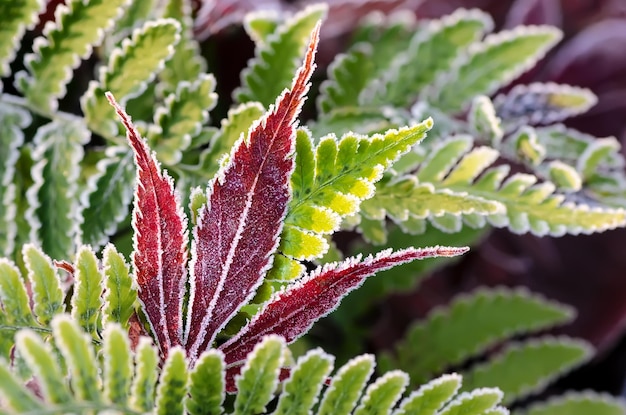 Foto primer plano de una planta verde fresca