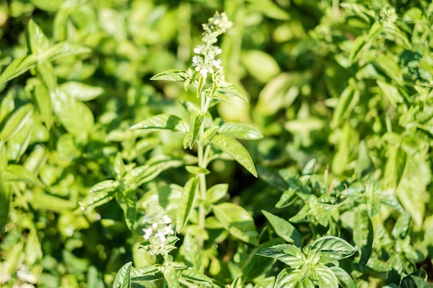 Foto primer plano de una planta verde fresca