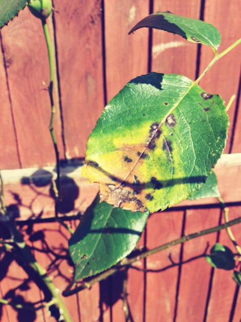 Foto primer plano de una planta verde fresca