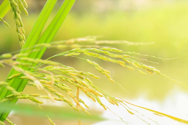 Foto primer plano de una planta verde fresca