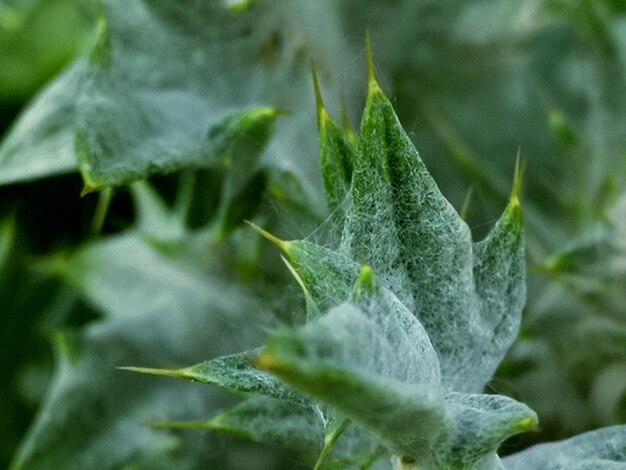 Primer plano de una planta verde fresca