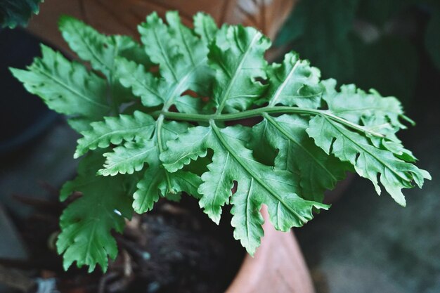 Foto primer plano de una planta verde fresca