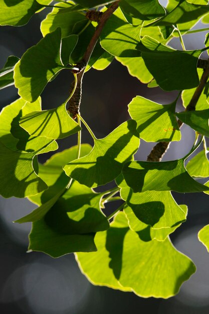 Foto primer plano de una planta verde fresca