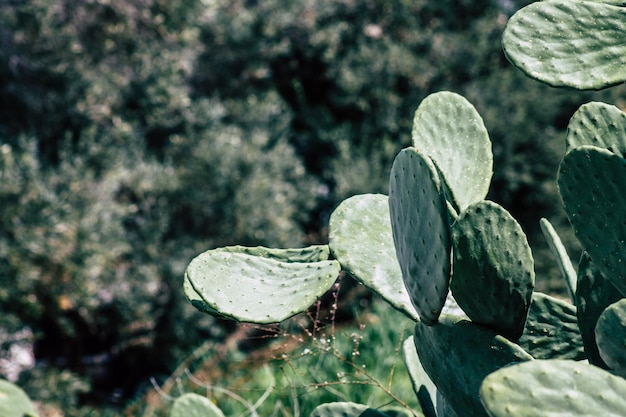 Primer plano de una planta verde fresca